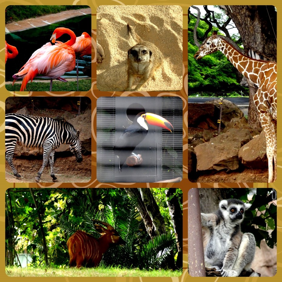 oahu-zoo